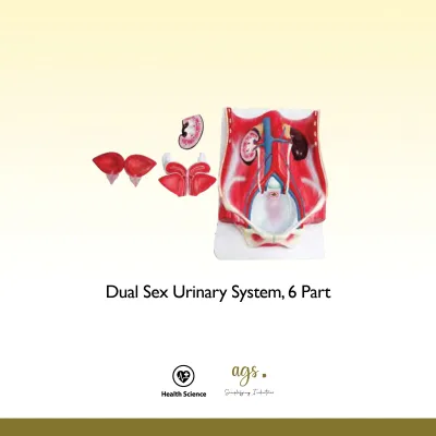 Dual Sex Urinary System, 6 Part