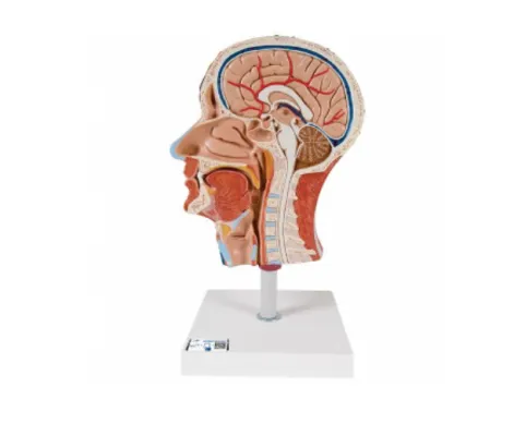 Half Head Model with Neck, Muscles, Blood Vessels & Nerve Branches