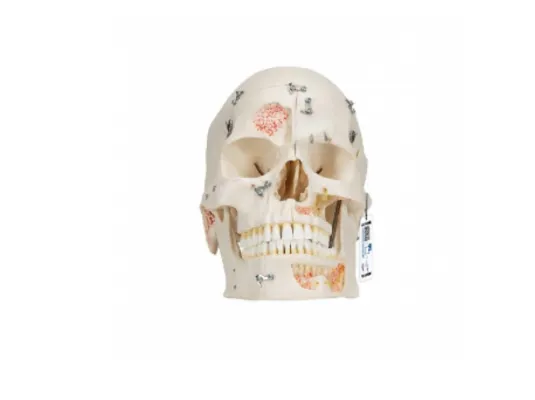 Deluxe Human Demonstration Dental Skull Model, 10 Part