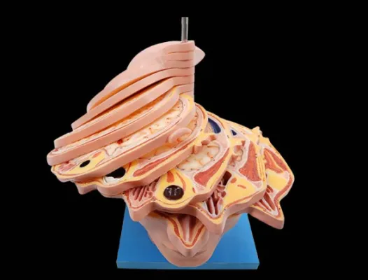 Horizontal Slices of Head Anatomy Model