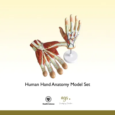 Human Hand Anatomy Model Set